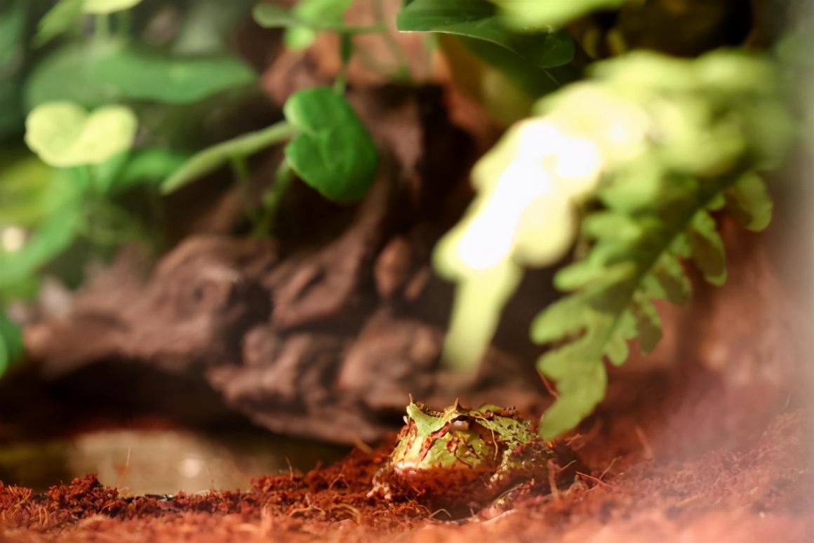 角蛙饲养环境（宠物角蛙的日常管理与饲养方法）