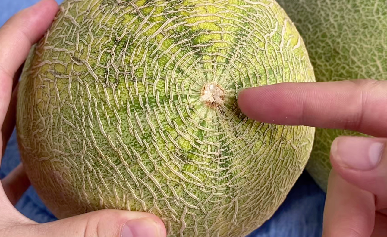 哈密瓜怎么种植 - 花百科