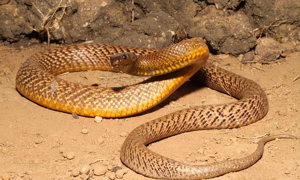 细鳞太攀蛇,又被叫做内陆太攀蛇,是陆地上毒性最强的蛇类