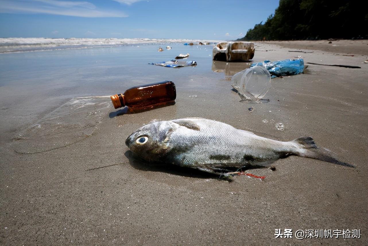海洋污染的危害有哪些（一文探晓人类给海洋究竟带来哪些危害）