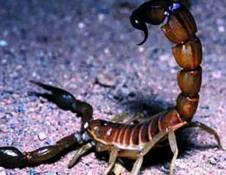 巴勒斯坦毒蝎的毒性有多强（地球上毒性最强的蝎子—巴勒斯坦毒蝎）