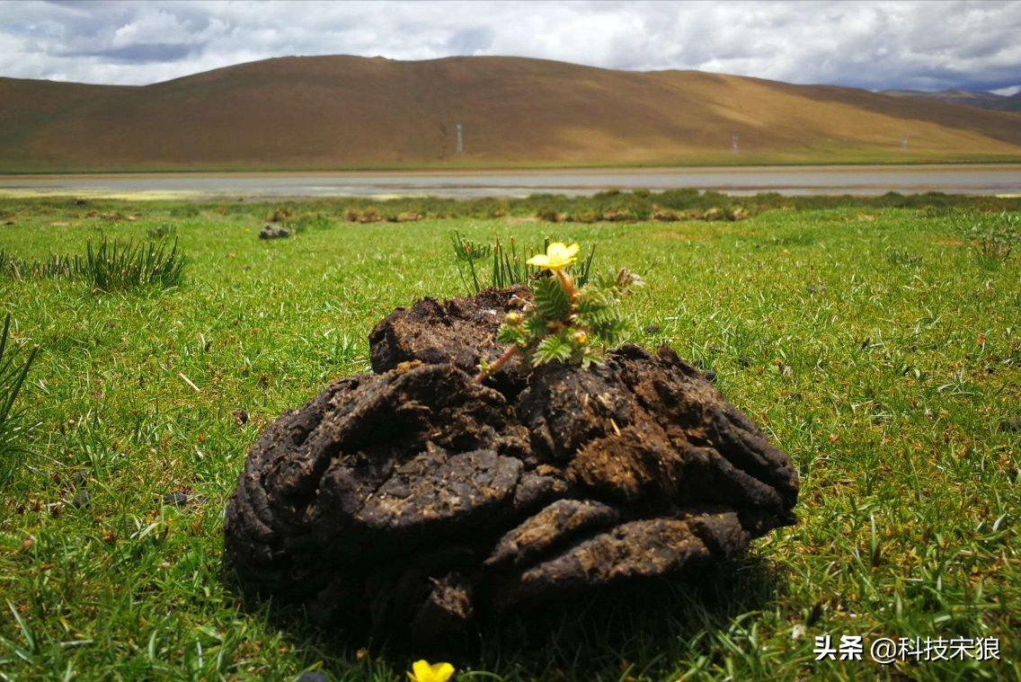 西藏牛粪的用途（为什么说一块牦牛粪一朵金蘑菇）