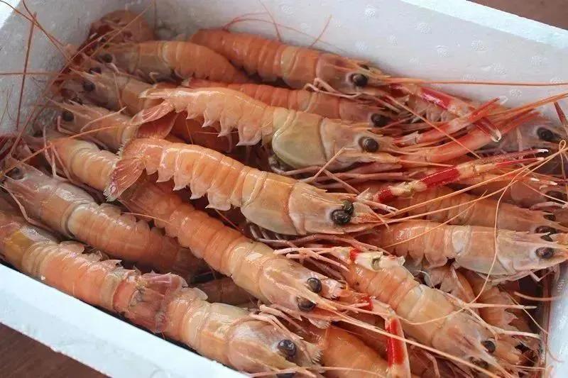 海虾种类大全（中国常见海虾盘点）