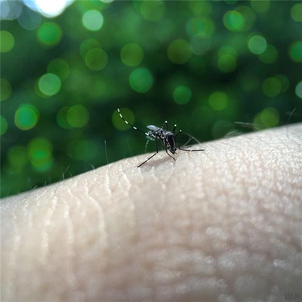 蚊子咬止痒小妙招（这六个方法能缓解蚊子咬的痛苦）