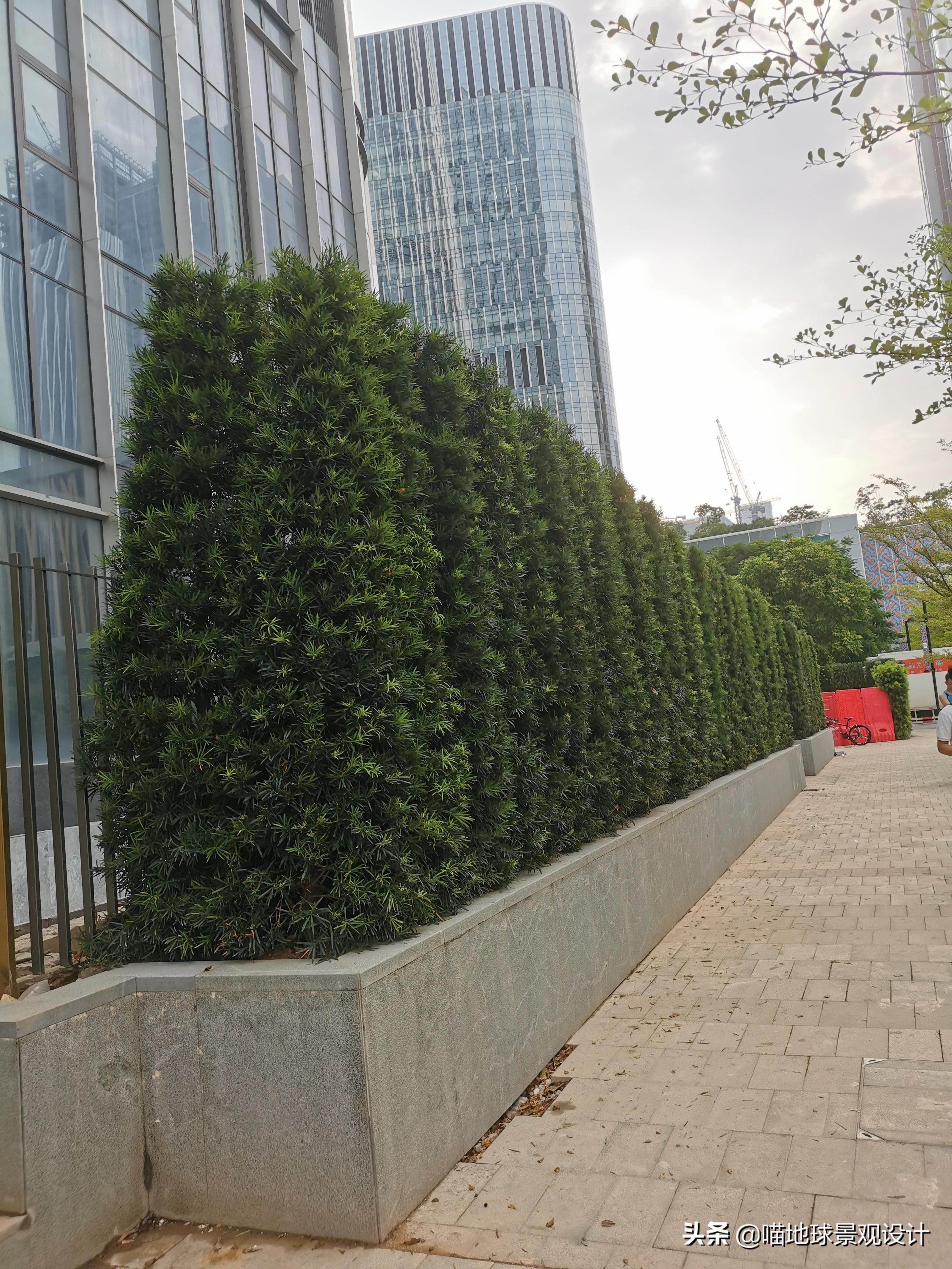 市园林中心积极推进城市道路绿化精细化管理(绿篱造型修剪）_衡水市园林中心
