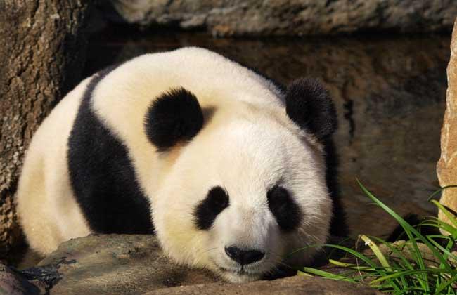 熊猫的特点和生活特征（揭秘国宝大熊猫的生活习性）
