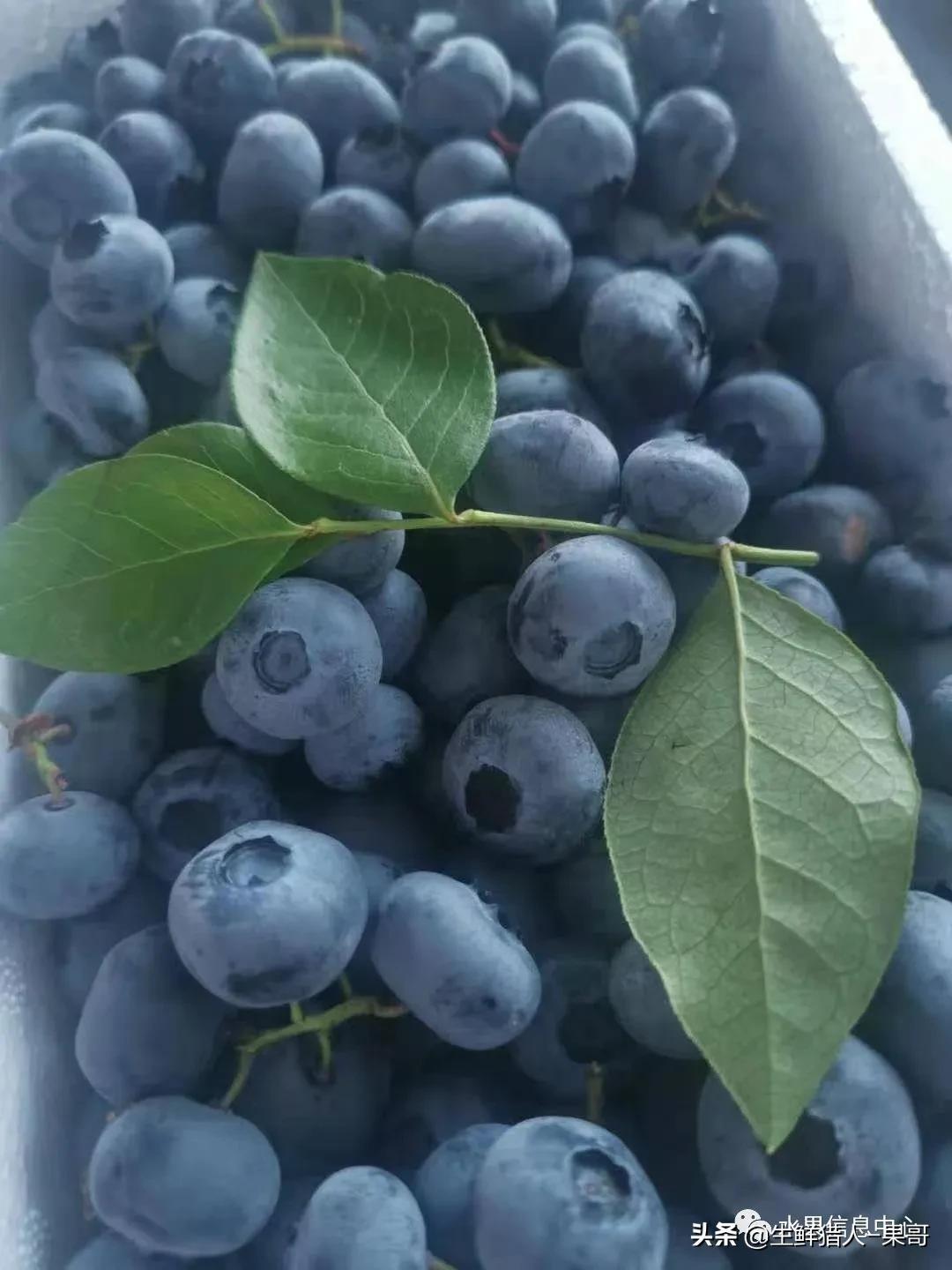 蓝莓产地主要在哪个省（中国蓝莓主要产地分布及品种介绍）