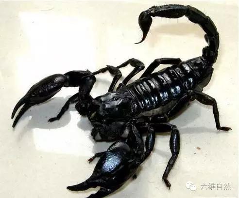 巴勒斯坦毒蝎的毒性有多强（地球上毒性最强的蝎子—巴勒斯坦毒蝎）