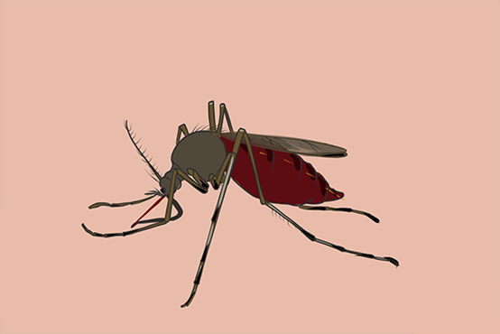 什么血型最招蚊子叮咬（科学解读为什么蚊子总咬你）