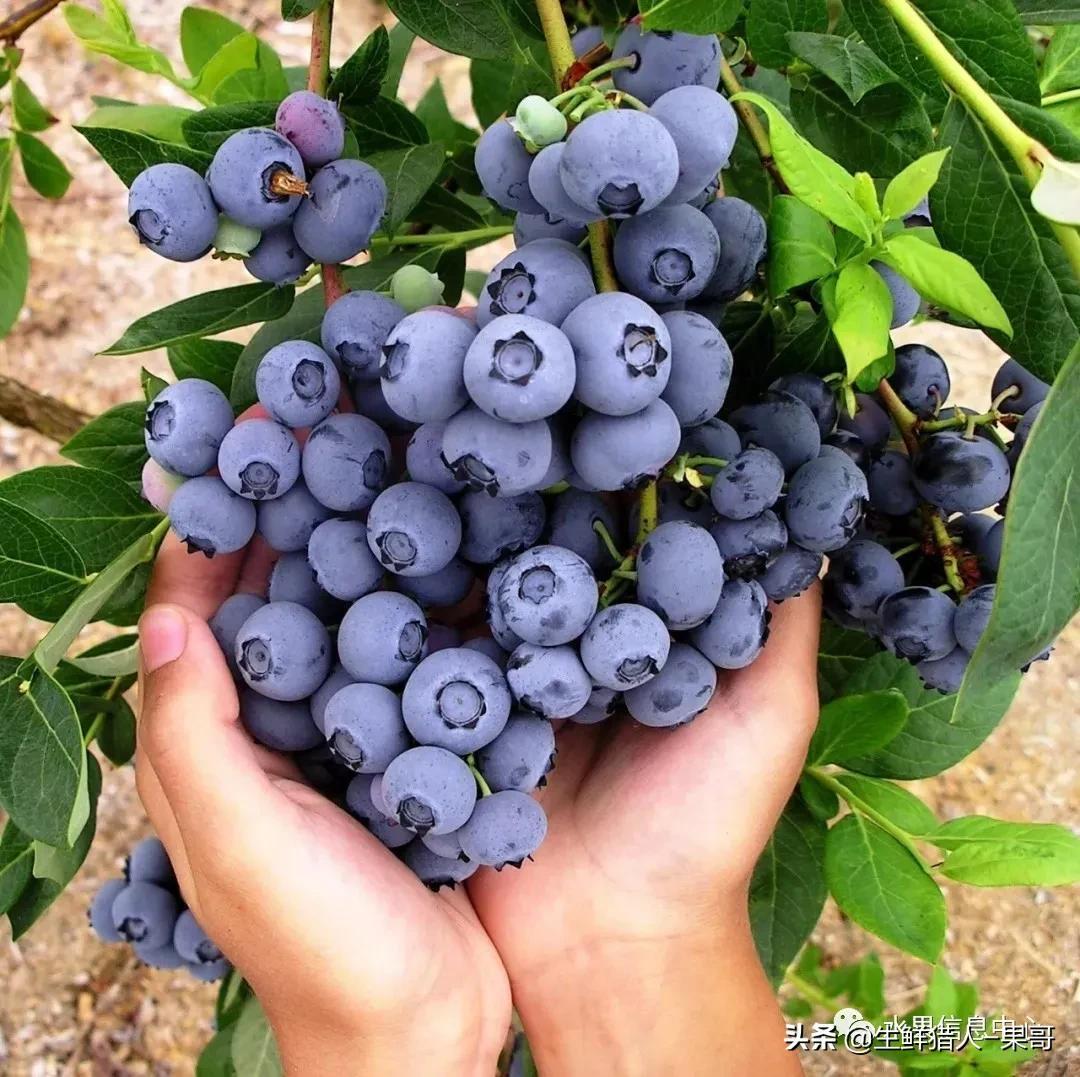 蓝莓产地主要在哪个省（中国蓝莓主要产地分布及品种介绍）