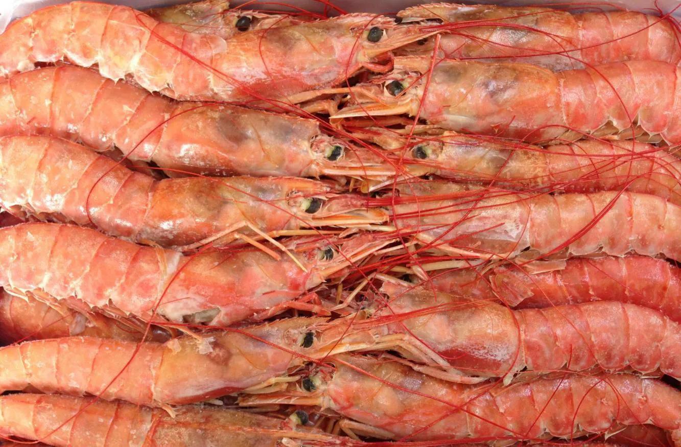 海虾种类大全（中国常见海虾盘点） – 碳资讯