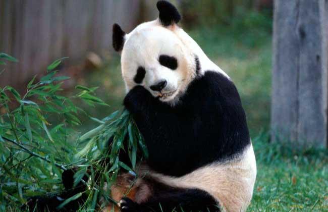 熊猫的特点和生活特征（揭秘国宝大熊猫的生活习性）