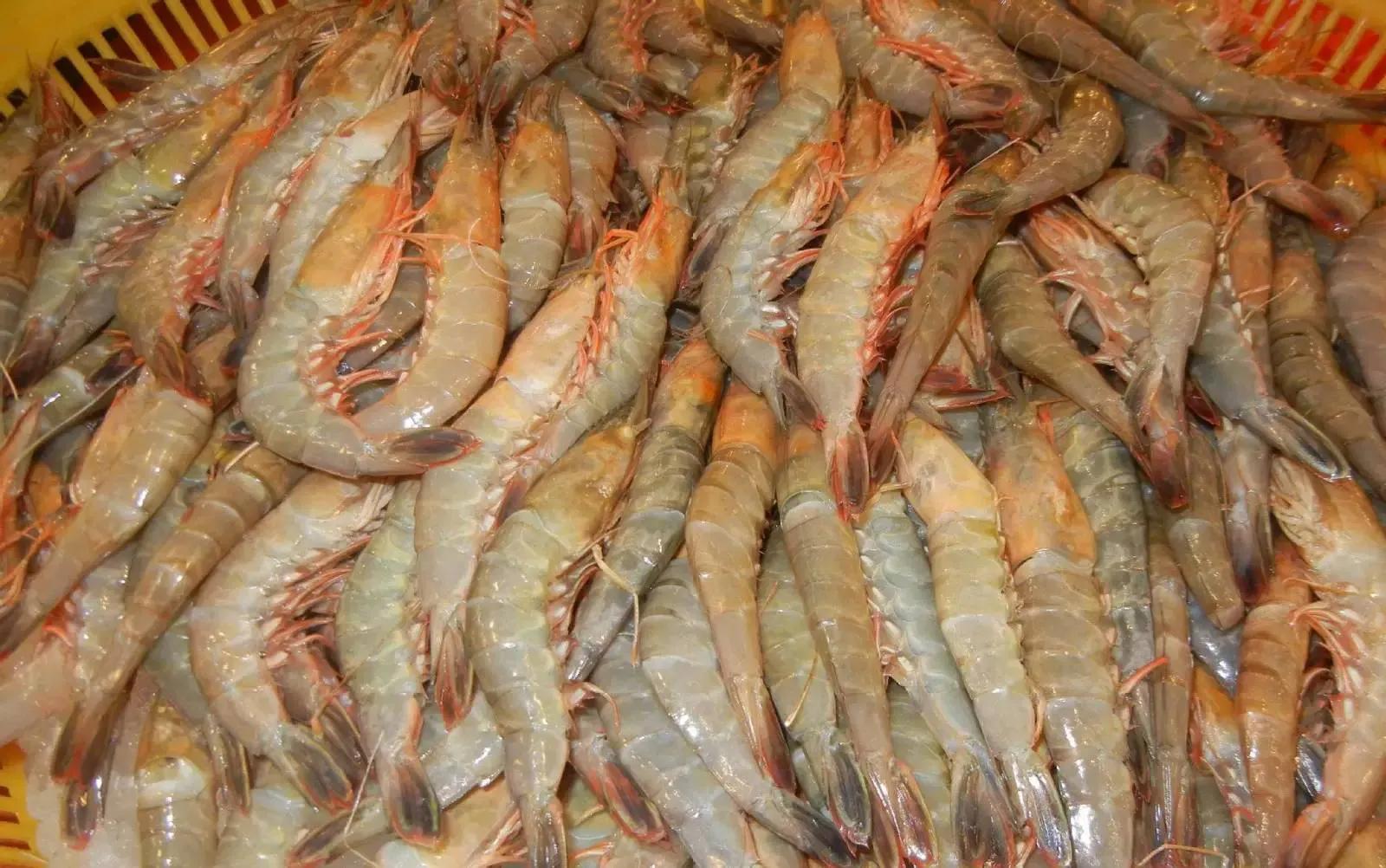 虾的种类名称,虾的种类品种,虾的种类图片及名称_大山谷图库