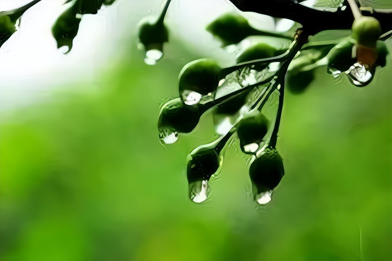 梅雨季节（自然气候现象） - 搜狗百科