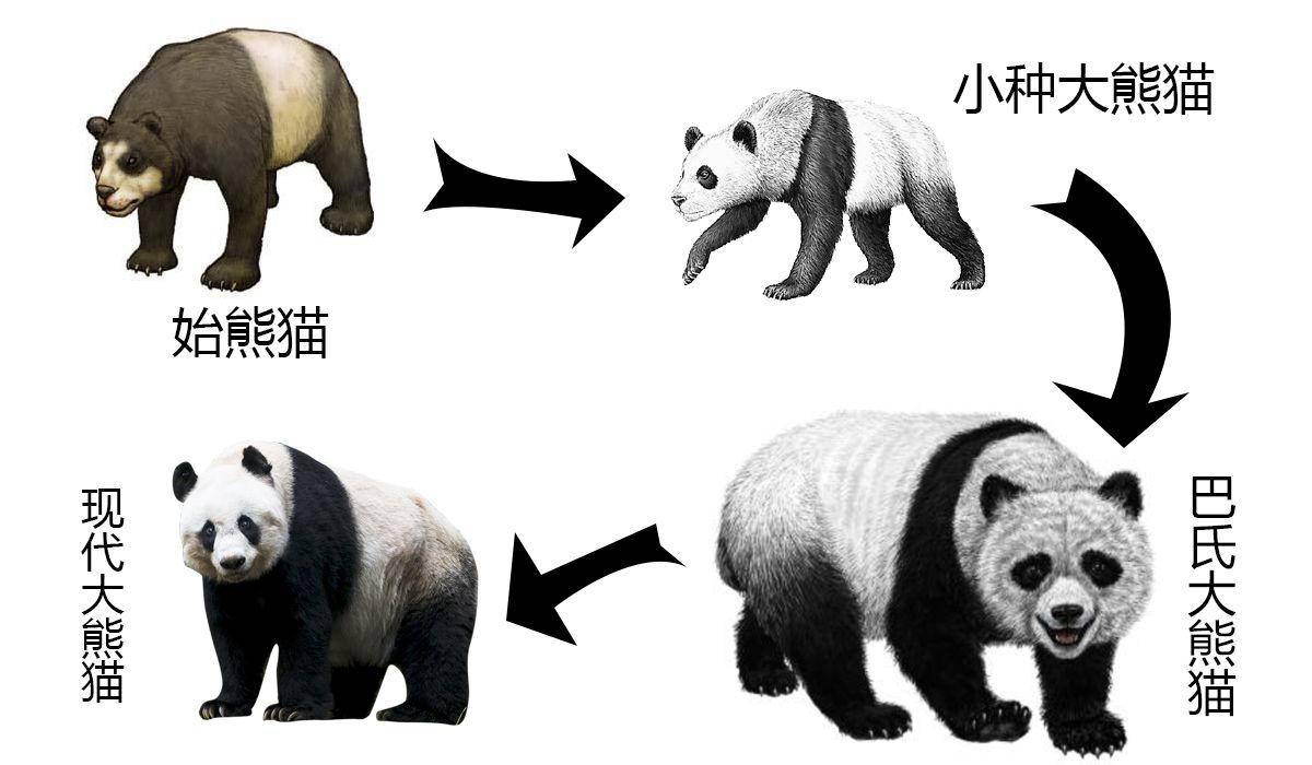大熊猫只吃竹子不吃肉吗（大熊猫一年的竹子消耗量）