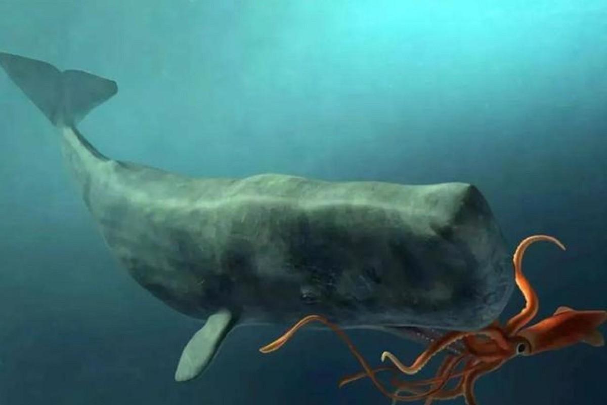 抹香鲸科普知识（一文带你了解世界上最大的齿鲸） – 碳资讯