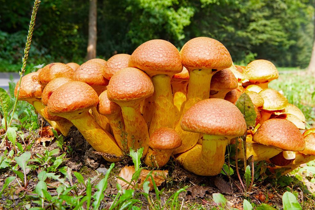 蘑菇的种类有哪些（6种常见的蘑菇你都吃过吗）
