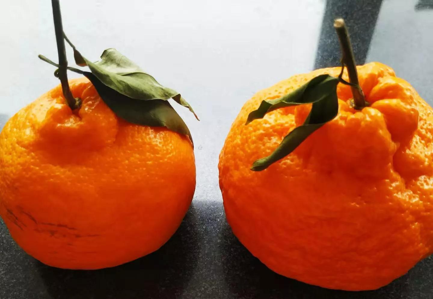 丑橘和粑粑柑的区别（很多人不懂其实差别很大）