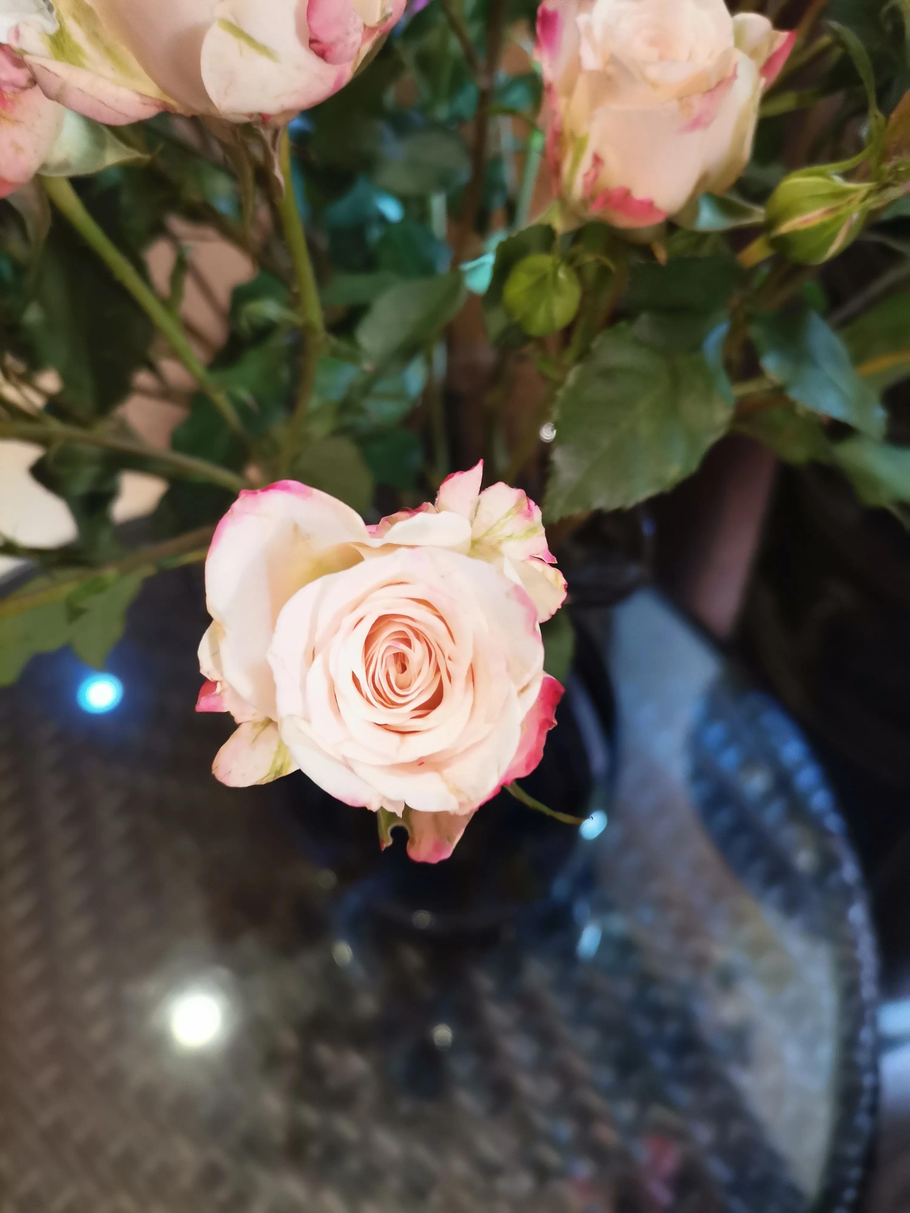粉色玫瑰花代表什么意思（关于粉色玫瑰的花语介绍）