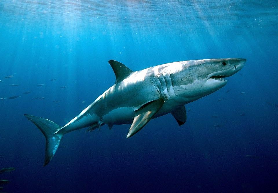 鲨鱼是胎生还是卵生动物（鲨鱼的多样繁殖方式介绍）