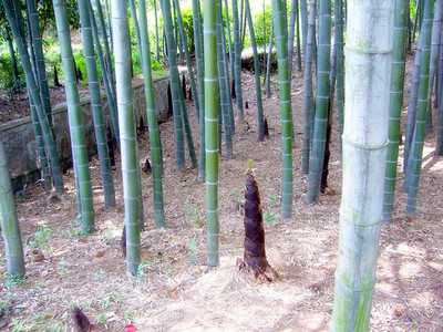 竹子属于树还是草（这几个特征终于解开了迷团）