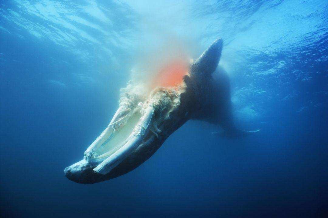 鲸落是什么意思（为什么鲸落对海洋生物如此重要）