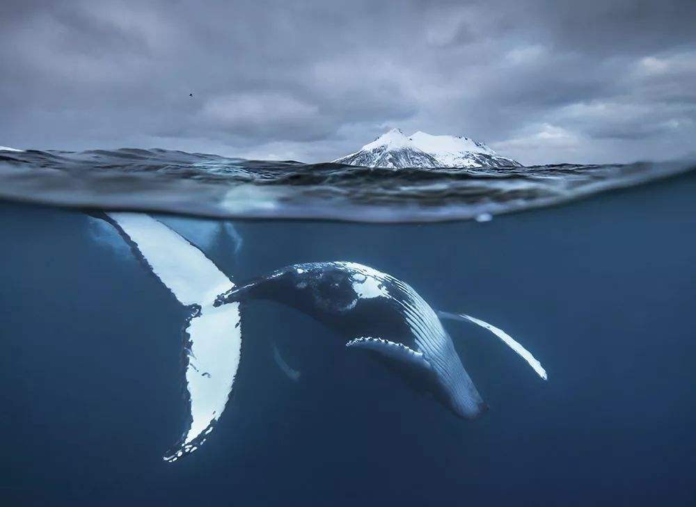 鲸落是什么意思（为什么鲸落对海洋生物如此重要）