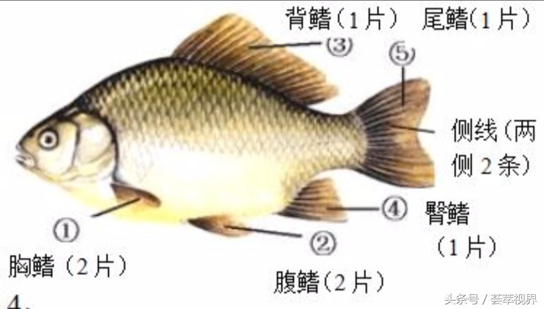 鱼鳍是哪个部位图片图解（鱼体结构及各部位功能介绍）