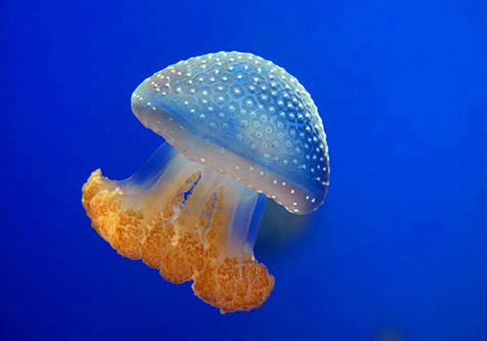 海蜇和水母的有什么不同之处（原来水母和海蜇的区别竟如此之大）