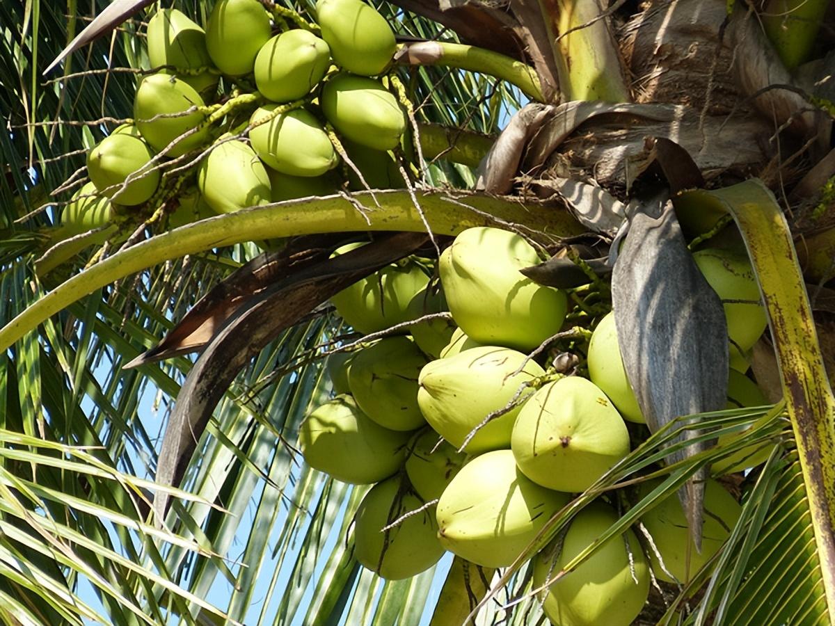菲律宾椰子树种植图片素材-编号09045147-图行天下