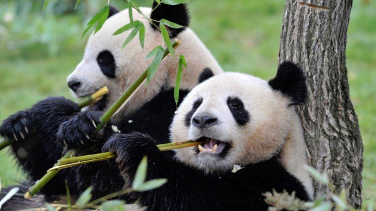 大熊猫只吃竹子不吃肉吗（大熊猫一年的竹子消耗量）
