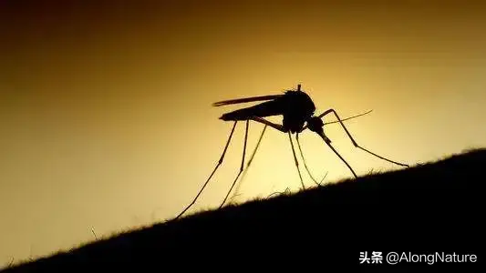 一只蚊子的寿命有多长（盘点一只蚊子的生命周期及生活习性）