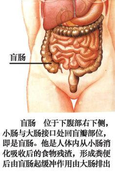 人体内脏位置图（史上最全的人体器官全图）