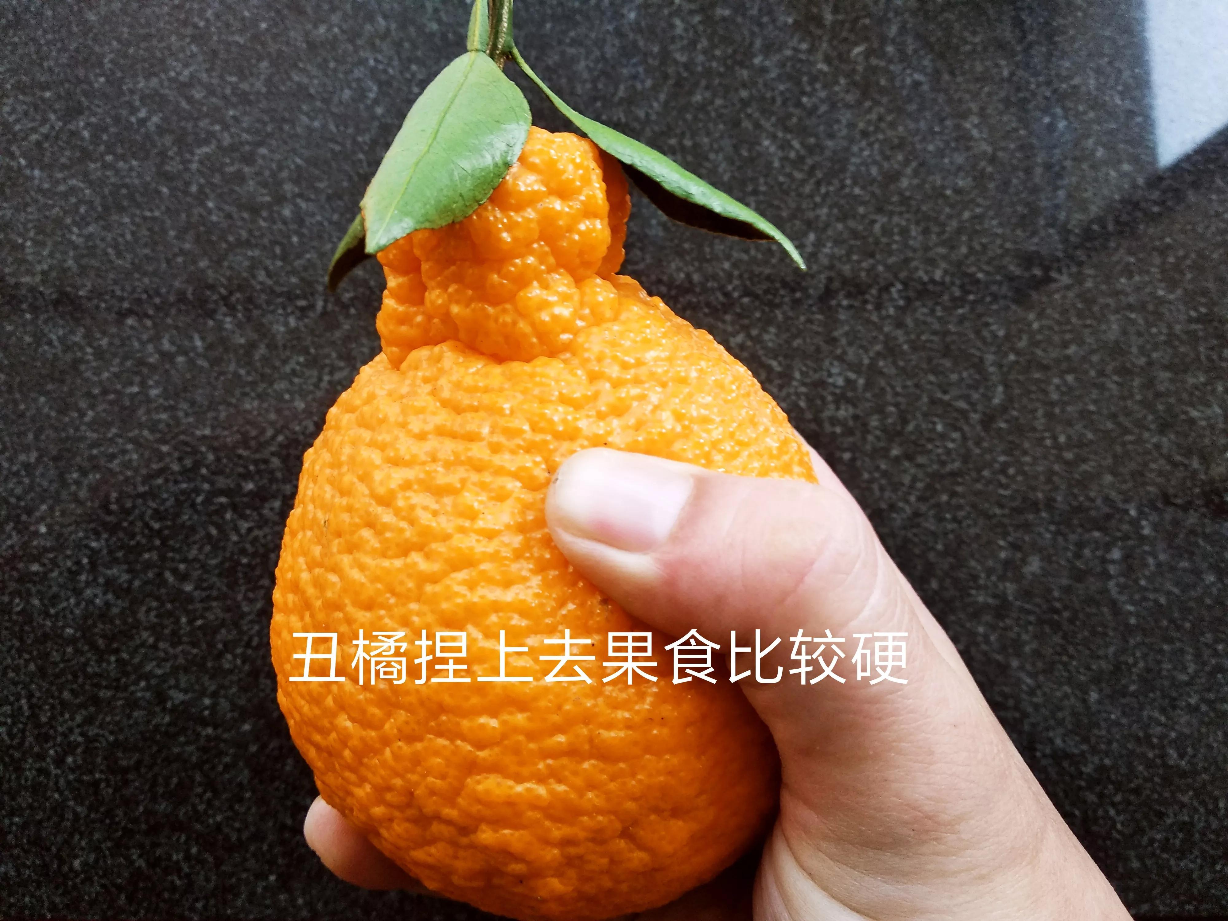 丑橘和粑粑柑哪个好吃（耙耙柑和丑橘的区别详解）