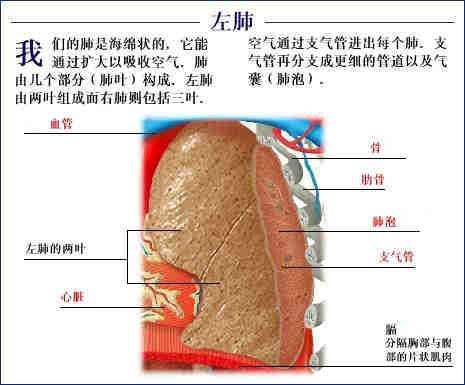 人体内脏位置图（史上最全的人体器官全图）