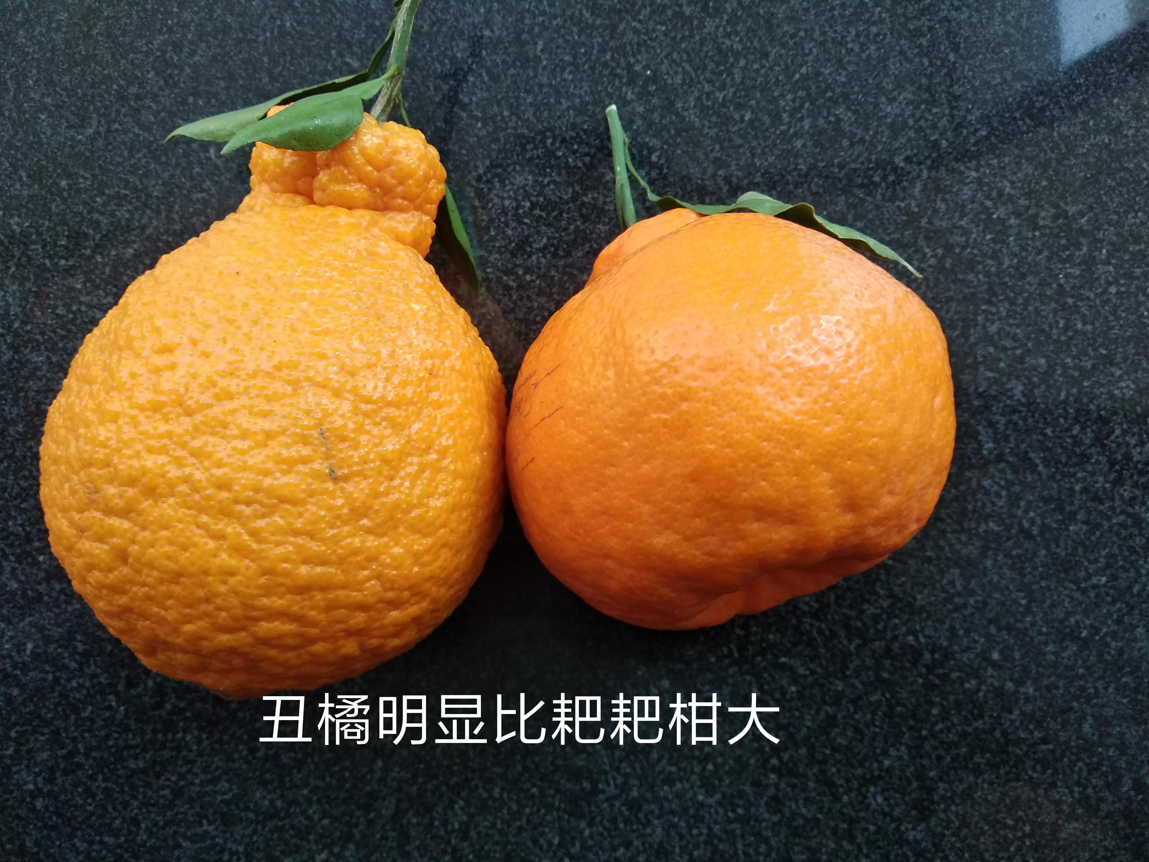 丑橘和粑粑柑哪个好吃（耙耙柑和丑橘的区别详解）
