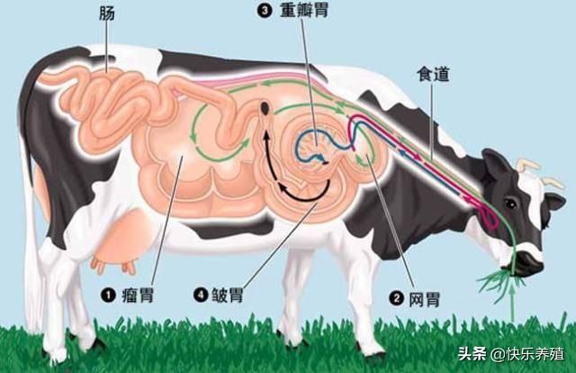 牛有多少个胃（牛四个胃的位置图和解剖图）