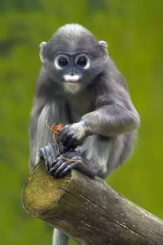 小型猴子品种大全（常见的猴子的名称与对应的图片）