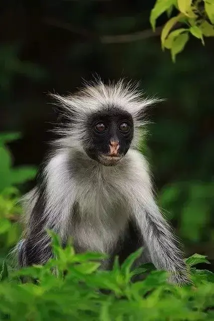 小型猴子品种大全（常见的猴子的名称与对应的图片）