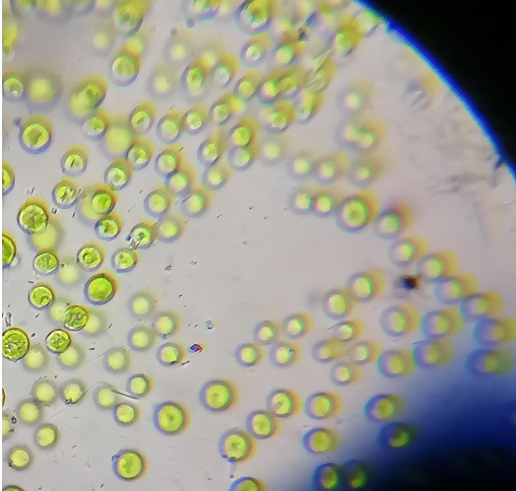 球藻的正确养殖方法（小球藻的使用和培液注意事项）