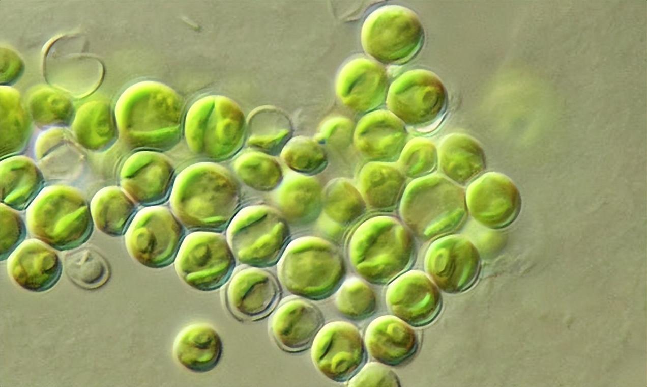 球藻的正确养殖方法（小球藻的使用和培液注意事项）