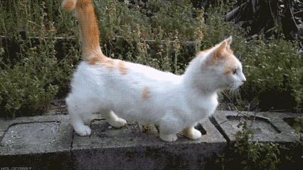 猫竖尾巴表示什么意思（猫咪立着尾巴时代表不同的含义）